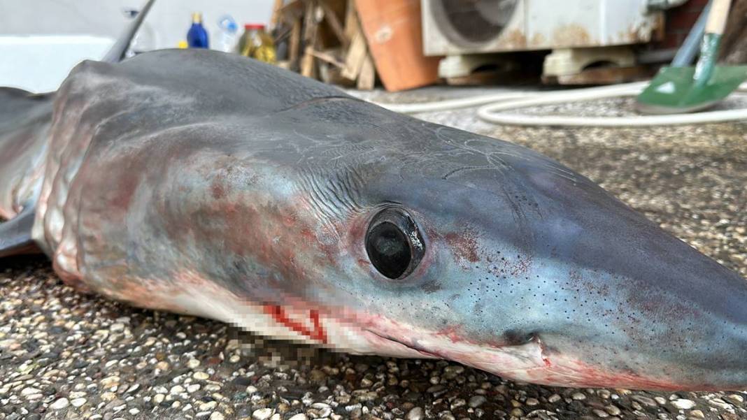 O ilimizde son 20 günde 2 köpekbalığı yakalandı! Deniz kıyısına gidenler dikkat etmeli 19